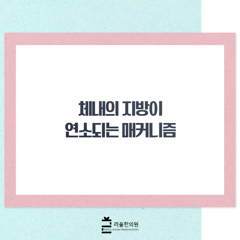 [칼럼] 체내의 지방이 연소되는 매커니즘